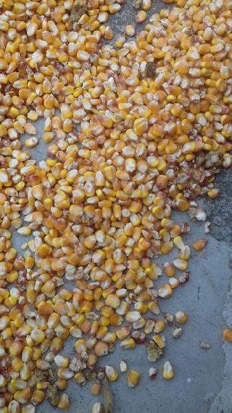 Dried Maize Seeds